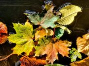 Zoner Studio prichádza s jesennou aktualizáciou: rýchlejší výber, inteligentné zväčšenie